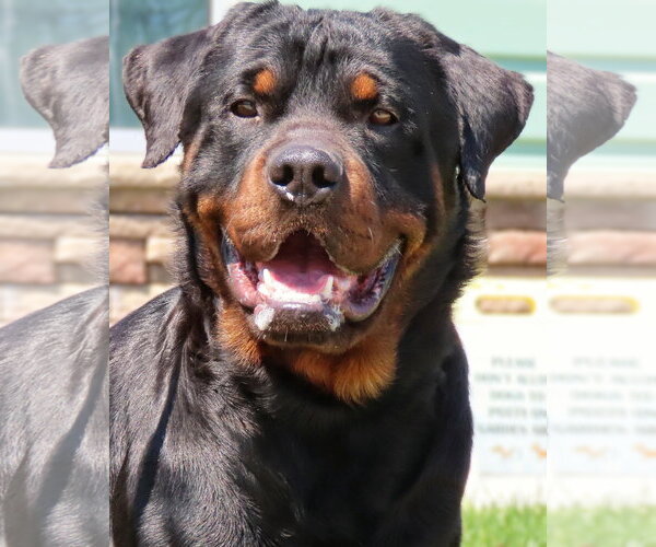 Medium Photo #1 Rottweiler Puppy For Sale in Hillsboro, NH, USA