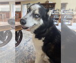 Small #2 Siberian Husky Mix