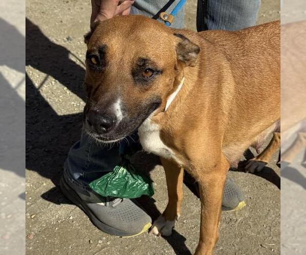 Medium Photo #1 Mutt Puppy For Sale in San Diego, CA, USA