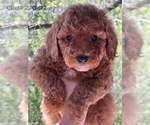 Puppy Girl 2 Poodle (Toy)