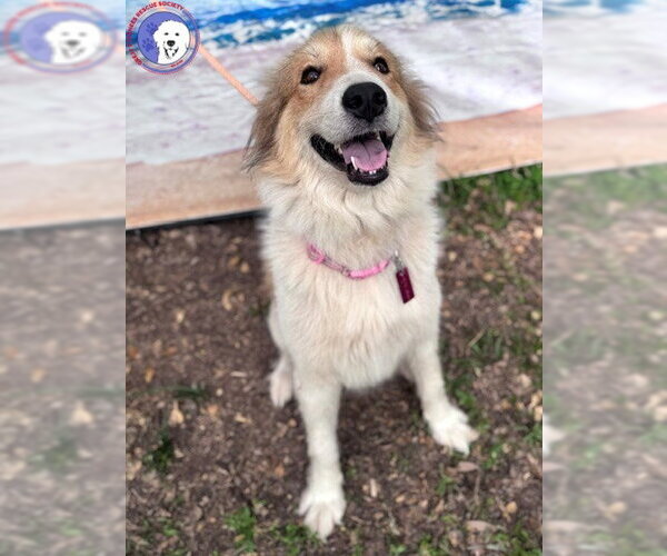 Medium Photo #4 Great Pyrenees Puppy For Sale in Spring, TX, USA
