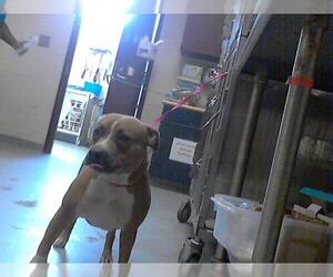 American Pit Bull Terrier Dogs for adoption in Fayetteville, NC, USA
