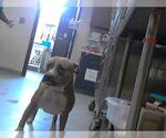 Small American Pit Bull Terrier