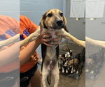 Small #1 Beagle-German Shepherd Dog Mix