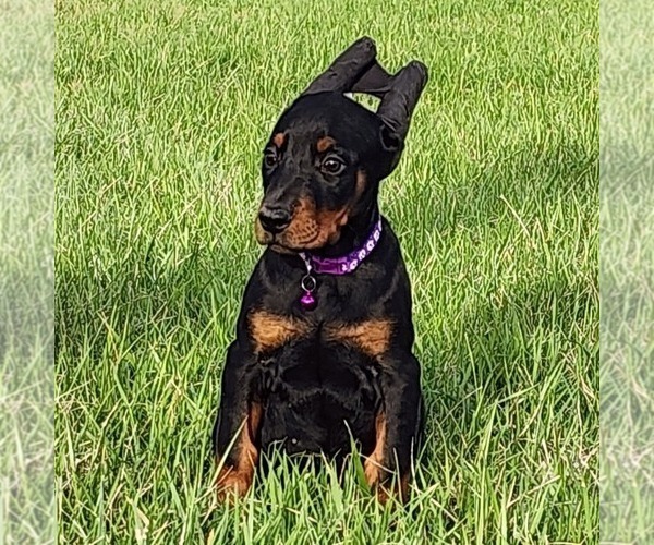 Medium Photo #1 Doberman Pinscher Puppy For Sale in MARYSVILLE, IN, USA
