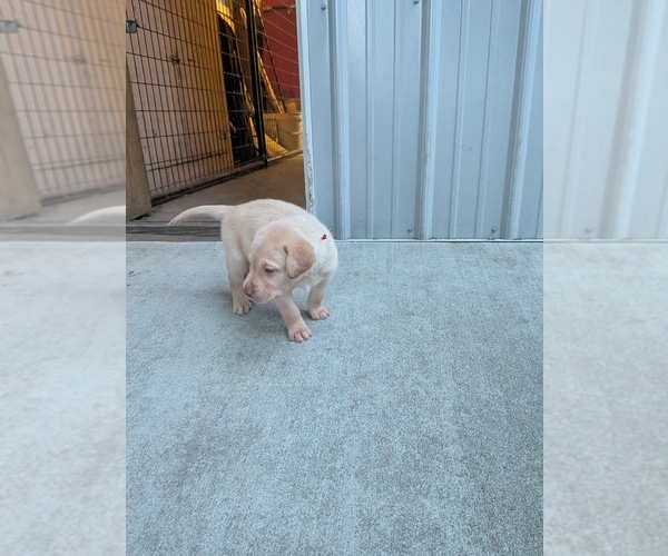 Medium Photo #8 Labrador Retriever Puppy For Sale in PIERSON STATION, IL, USA
