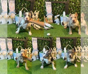 American Bully Litter for sale in SEVERN, MD, USA