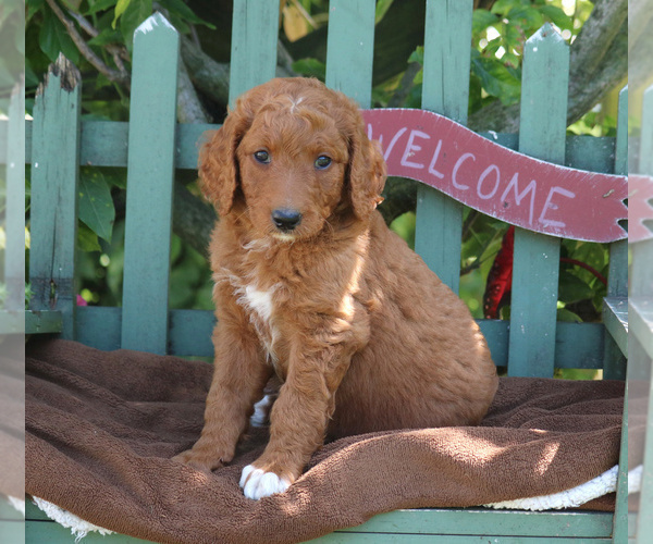Medium Photo #3 Goldendoodle-Poodle (Standard) Mix Puppy For Sale in PARADISE, PA, USA