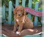 Small Photo #3 Goldendoodle-Poodle (Standard) Mix Puppy For Sale in PARADISE, PA, USA