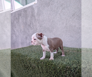 Boston Terrier Puppy for sale in SAN FERNANDO, CA, USA