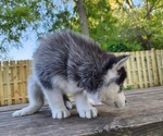 Small Photo #2 Siberian Husky Puppy For Sale in ALPENA, MI, USA
