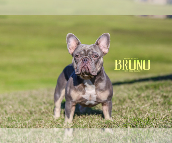 Medium Photo #1 French Bulldog Puppy For Sale in BELLVILLE, TX, USA