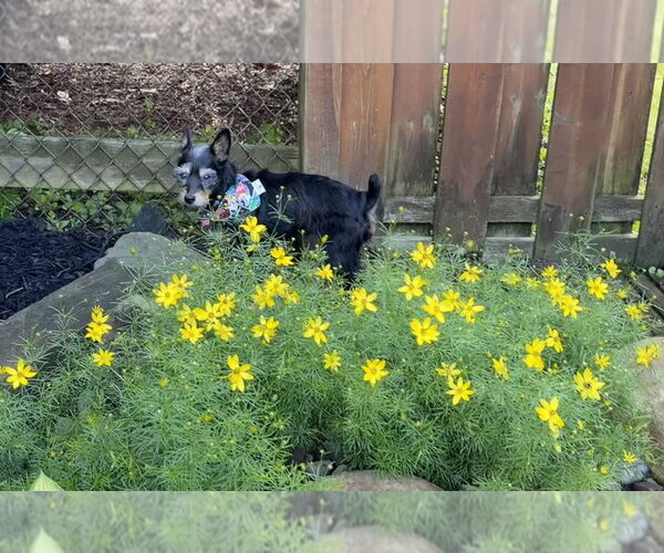 Medium Photo #3 Mutt Puppy For Sale in Springdale, PA, USA