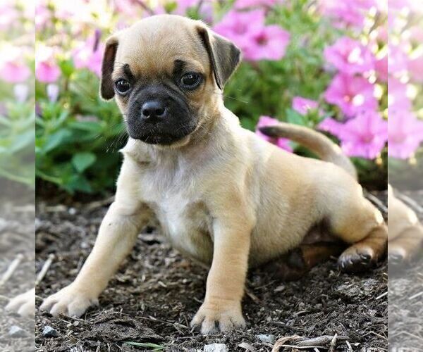 Medium Photo #1 Puggle Puppy For Sale in DRY RUN, PA, USA