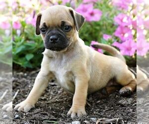 Puggle Puppy for sale in DRY RUN, PA, USA