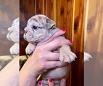 Small #17 Bulldog