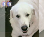 Small #4 Great Pyrenees