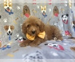Small #5 Cavapoo