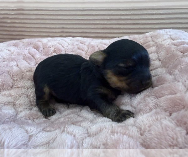 Medium Photo #52 Yorkipoo Puppy For Sale in ARLINGTON, TX, USA