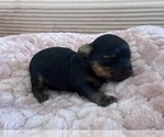 Small Photo #52 Yorkipoo Puppy For Sale in ARLINGTON, TX, USA