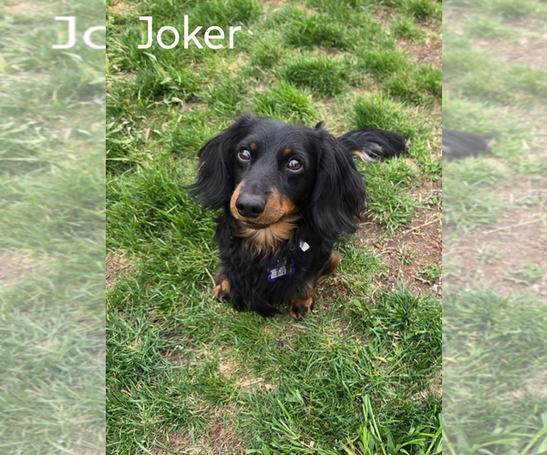 Medium Photo #1 Dachshund Puppy For Sale in Sioux Falls, SD, USA