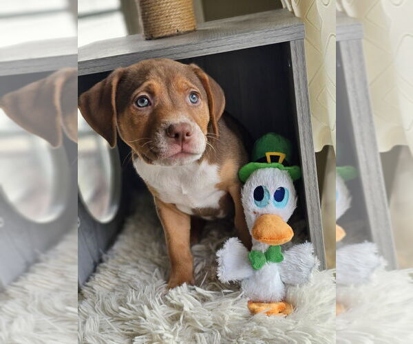 Medium Photo #5 Mutt Puppy For Sale in Springdale, PA, USA