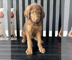 Labradoodle Puppy for Sale in FRANKLIN, Indiana USA