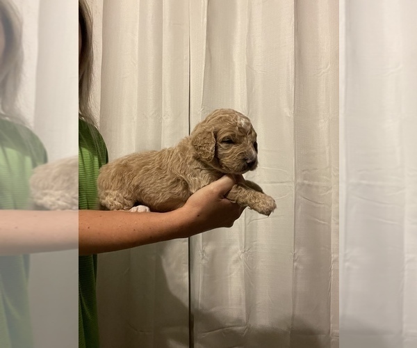 Medium Photo #2 Labradoodle Puppy For Sale in PERRY, GA, USA