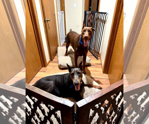 Medium Photo #12 Doberman Pinscher Puppy For Sale in Buffalo, MN, USA