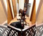Small #11 Doberman Pinscher