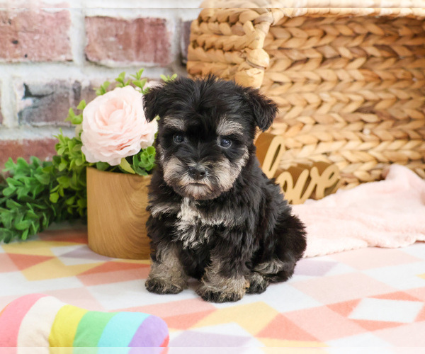 Medium Photo #8 Schnauzer (Miniature) Puppy For Sale in SYRACUSE, IN, USA