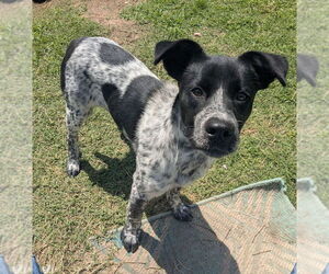 Mutt Dogs for adoption in Boston, MA, USA
