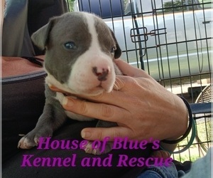 American Pit Bull Terrier Puppy for sale in DELAWARE, OH, USA
