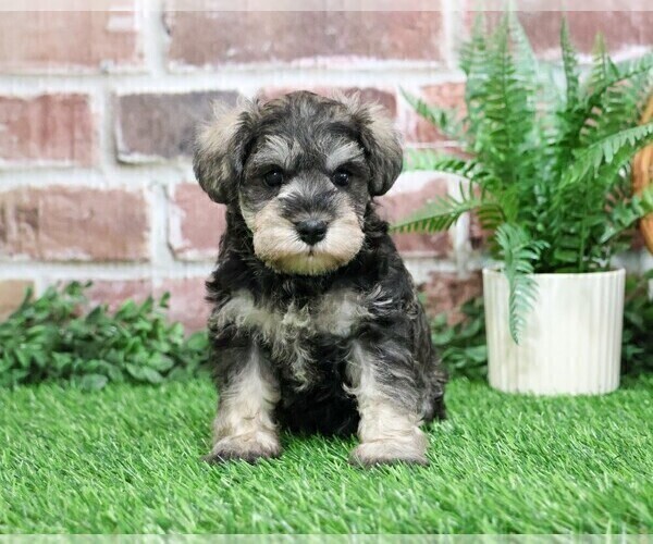 Medium Photo #20 Schnauzer (Miniature) Puppy For Sale in SYRACUSE, IN, USA