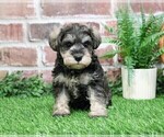 Small Photo #20 Schnauzer (Miniature) Puppy For Sale in SYRACUSE, IN, USA