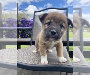 Alaskan Husky-Border Collie Mix Litter for sale in RICHMOND, MI, USA