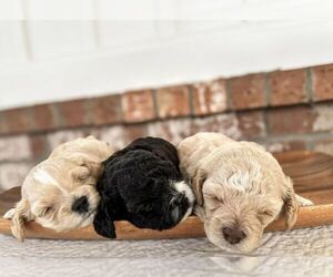 Cavapoo Litter for sale in CHOCTAW, OK, USA