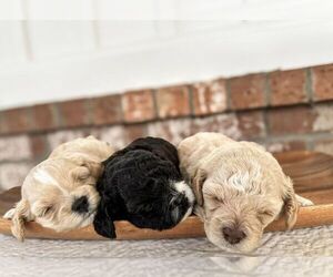 Goldendoodle Litter for sale in CHOCTAW, OK, USA