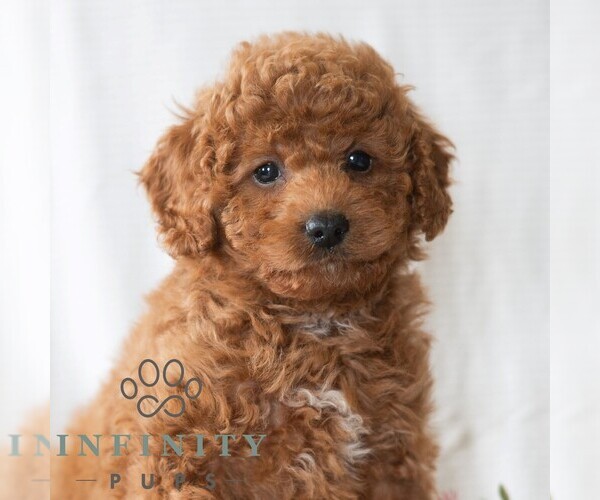Medium Photo #1 Poodle (Miniature) Puppy For Sale in DORNSIFE, PA, USA