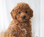 Small Poodle (Miniature)