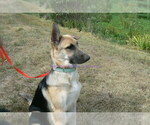 Small #3 German Shepherd Dog