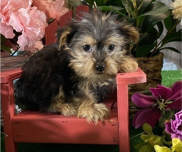 Medium Photo #2 Yorkshire Terrier Puppy For Sale in CANOGA, NY, USA
