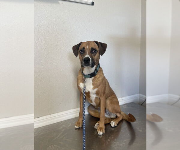 Medium Photo #7 Australian Shepherd-Boxer Mix Puppy For Sale in Bolivar, MO, USA