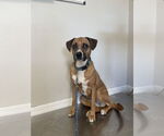 Small #6 Australian Shepherd-Boxer Mix