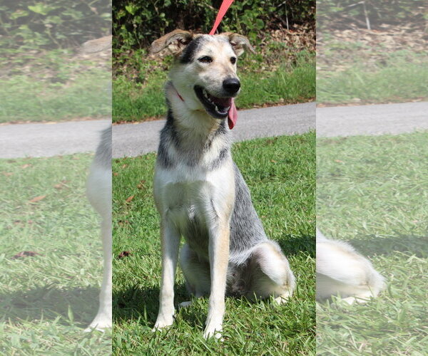 Medium Photo #1 Siberian Husky-Unknown Mix Puppy For Sale in Prattville, AL, USA