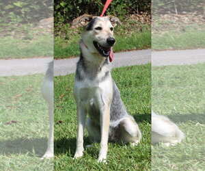Siberian Husky-Unknown Mix Dogs for adoption in Prattville, AL, USA
