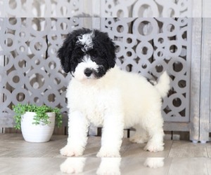 Miniature Bernedoodle Puppy for sale in MOUNT VERNON, OH, USA
