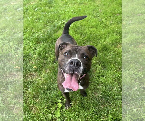 Medium Photo #4 Boxer-Unknown Mix Puppy For Sale in Germantown, OH, USA