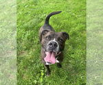 Small #3 Boxer Mix