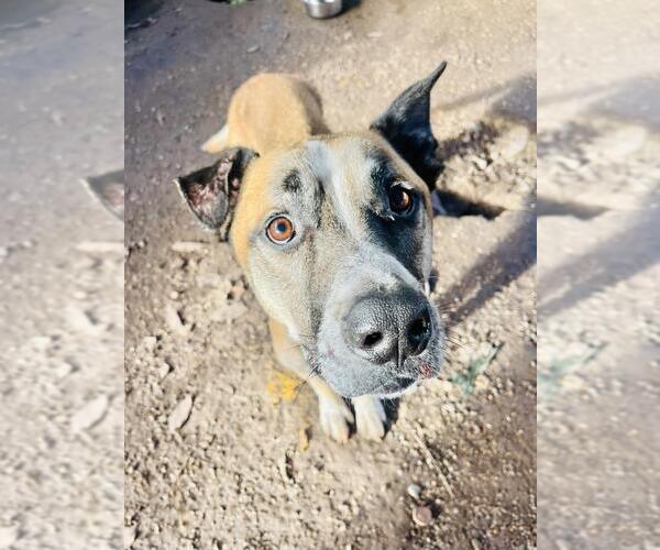 Medium Photo #1 Rhodesian Ridgeback-Unknown Mix Puppy For Sale in Santa Barbara, CA, USA